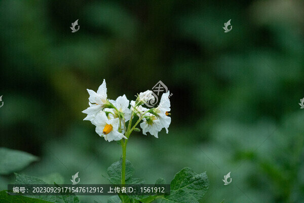洋芋花