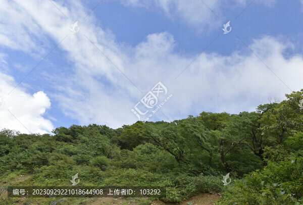 藍天下的樹林