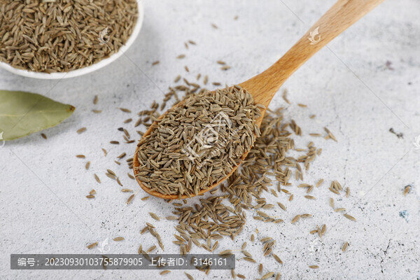 孜然食材孜然芹