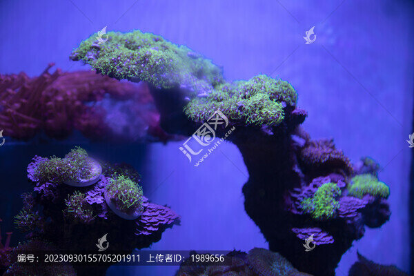 漂亮的海底珊瑚背景