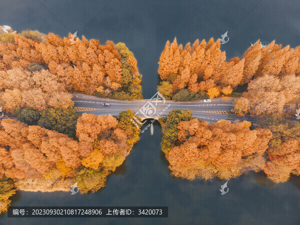 航拍杭州西湖隱秀橋和水杉林
