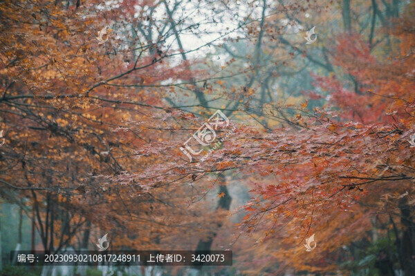 杭州九溪煙樹(shù)景區(qū)秋天的楓葉