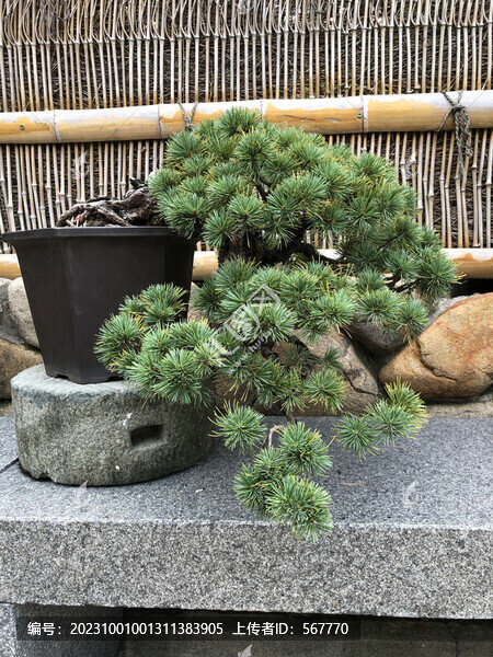 五針?biāo)? title=