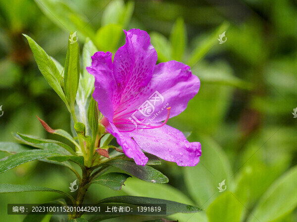 杜鵑花