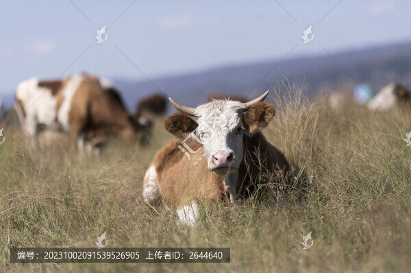 牛草原牧場(chǎng)奶牛