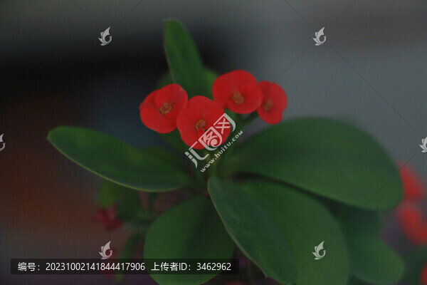 刺玫