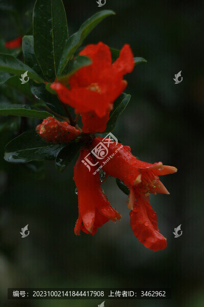 石榴花