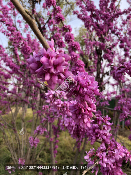 春暖花開