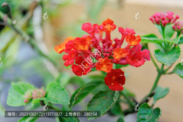 馬纓丹花