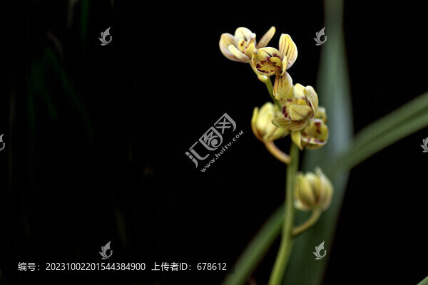 建蘭七彩玲瓏