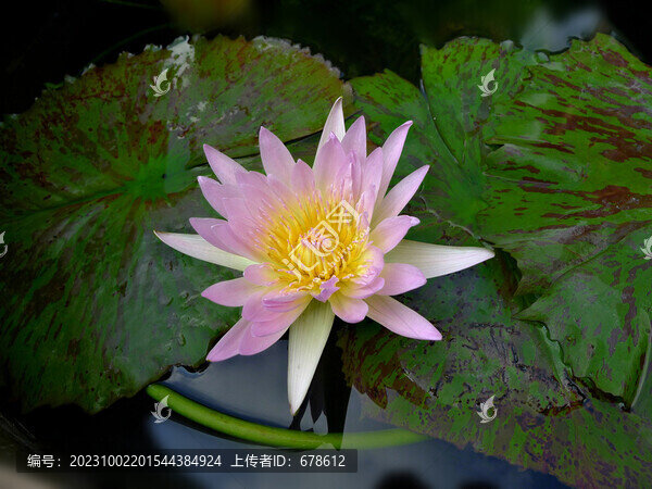 圣潔蓮花