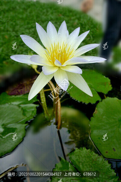 圣潔蓮花