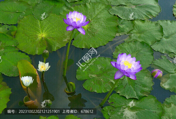 荷瓣蓮花
