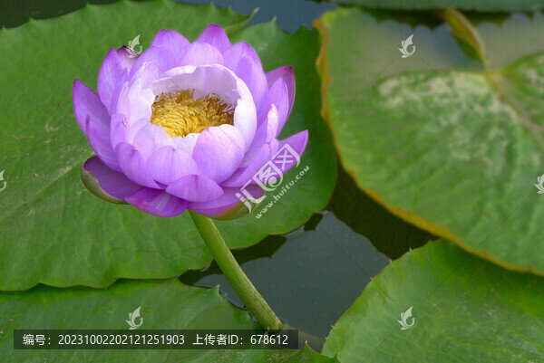 荷瓣蓮花