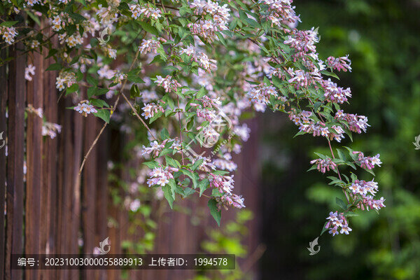 花園