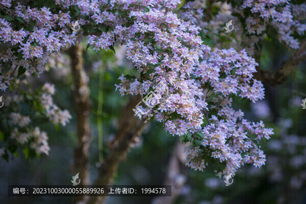 花園