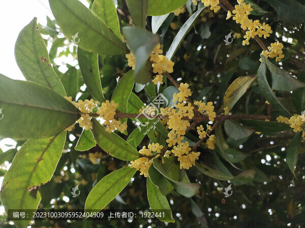 桂花特寫
