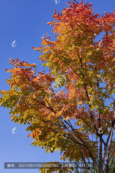 吉林市金秋紅葉