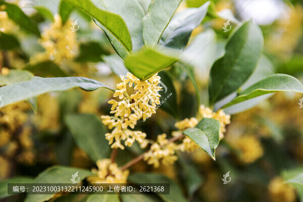滿樹桂花正盛開