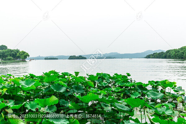 杭州西湖荷花游船