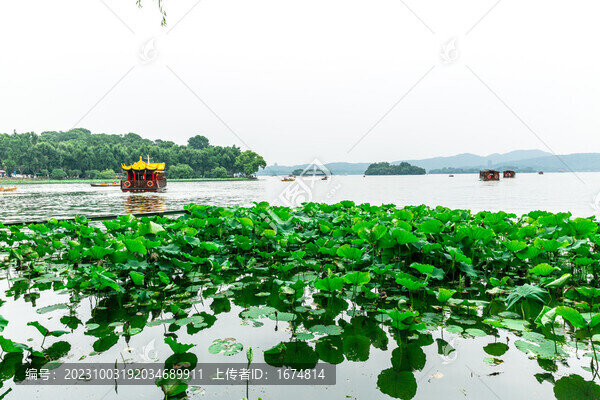 杭州西湖荷花游船