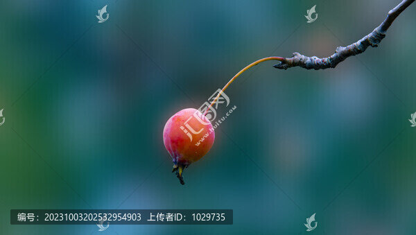 果實(shí)
