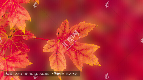 紅葉
