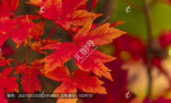 紅葉