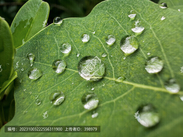 葉子上的水珠水滴露珠