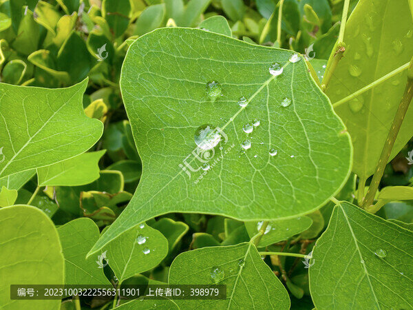 葉子上的水珠水滴露珠