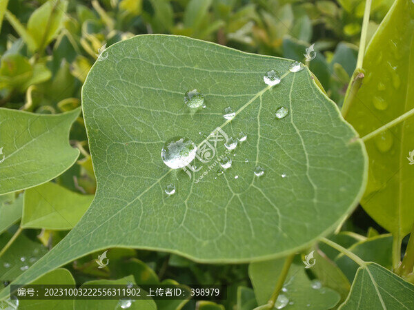 葉子上的水珠露珠白露