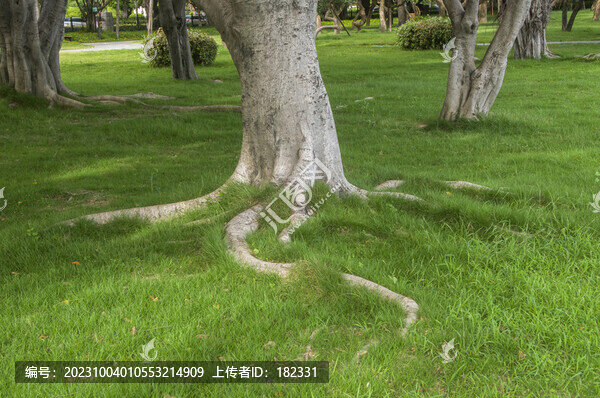 樹干樹根綠草地