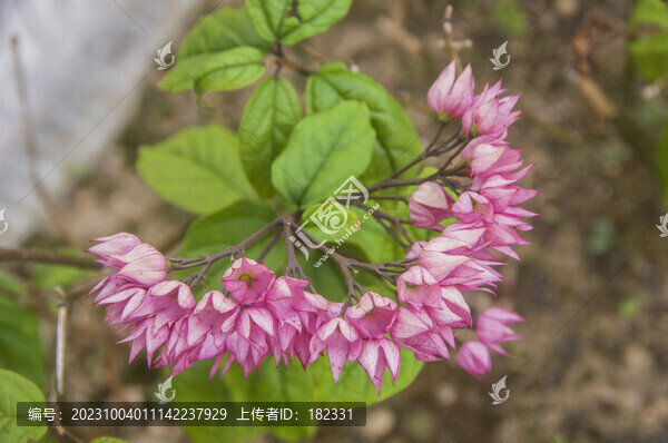 龍吐珠花草