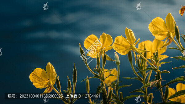水邊月見(jiàn)草黃花