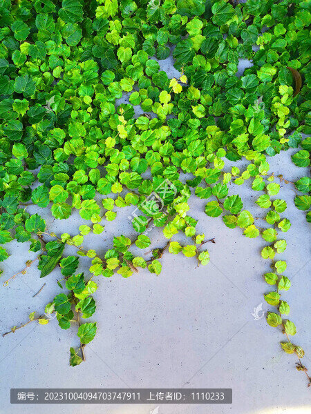 爬地虎