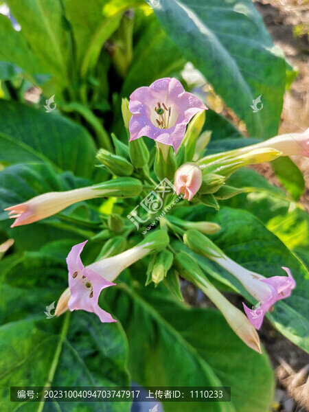 煙草花