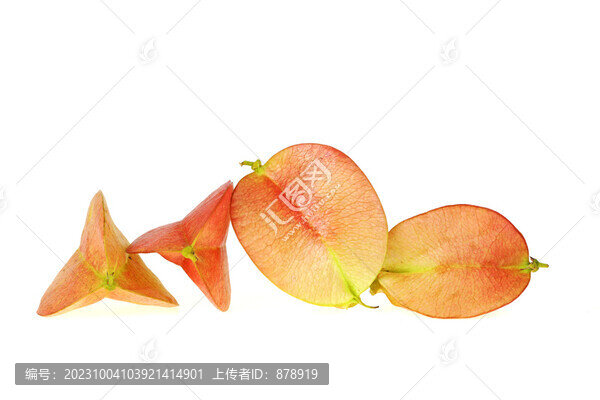 欒樹種子