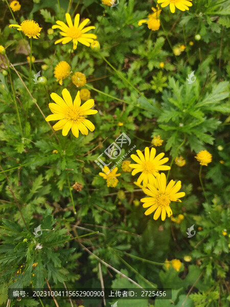 美麗的黃色可愛小花