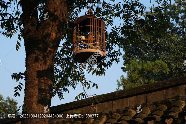 晨曦老街古鎮(zhèn)老時光遛鳥