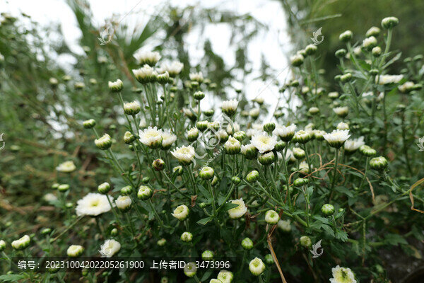 白菊花