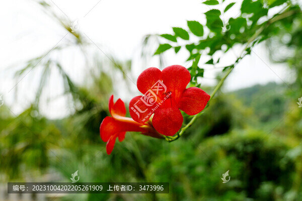 凌霄花