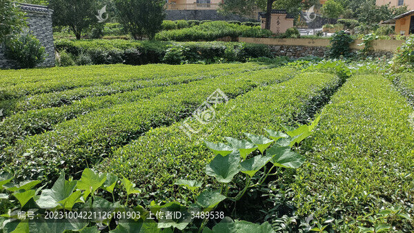 鄉(xiāng)間茶田