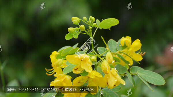 決明花