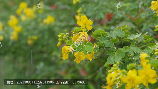 決明花