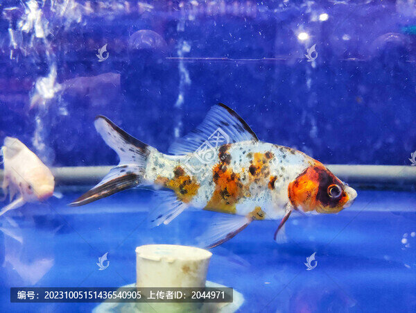 觀賞魚