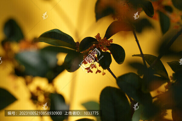 桂花實(shí)拍