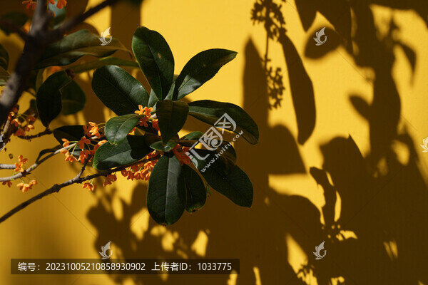 桂花實拍