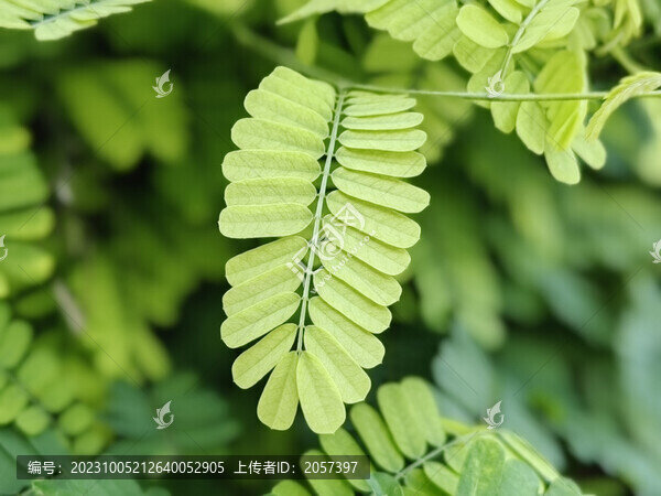 高清雞骨草實拍圖綠色背景圖