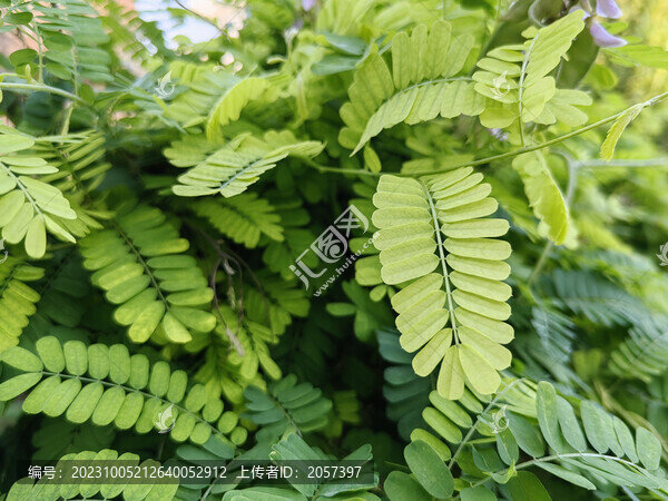 雞骨草