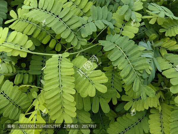 雞骨草